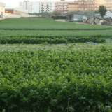 Ma nonostante la presenza del un luogo sacro, la �campagna� qui non si fa scoraggiare e anzi ricopre numerosi ettari: accanto sorge infatti un altro campo coltivato in dolce pendenza. Qui � l�intenso verde del prezzemolo a farla da padrone